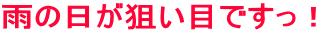 雨の日が狙い目ですっ！